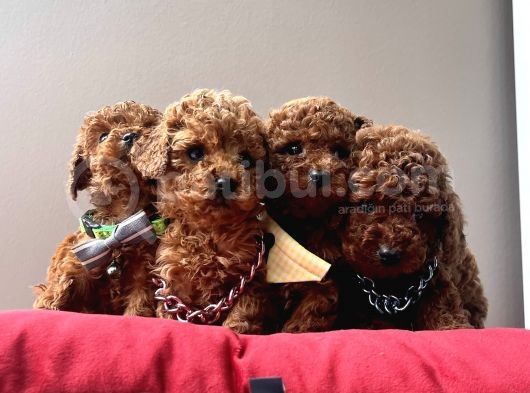 Toy Poodle Kore Kanı en kucuk boy red brown yavrularimiz