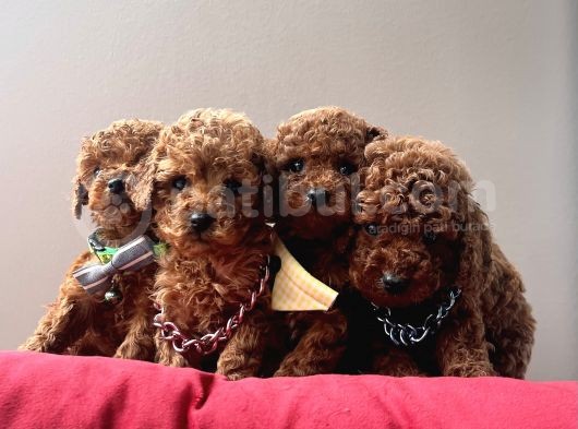 Toy Poodle Kore Kanı En Kucuk Boy Red Brown Yavrularimiz görsel