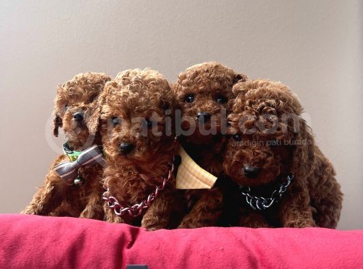 Toy Poodle Kore Kanı En Kucuk Boy Red Brown Yavrularimiz görsel