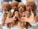 Toy Poodle Kore Kanı En Kucuk Boy Red Brown Yavrularimiz