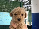 APRICOT TOY POODLE YAVRULAR