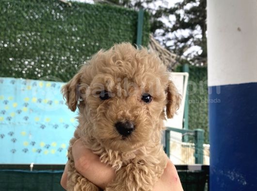 Apricot Toy Poodle Yavrular
