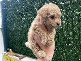 Apricot Toy Poodle Yavrular
