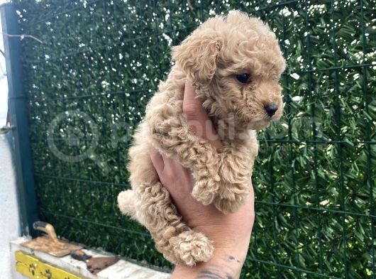 Apricot Toy Poodle Yavrular görsel