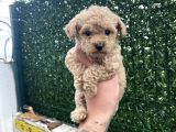 Apricot Toy Poodle Yavrular