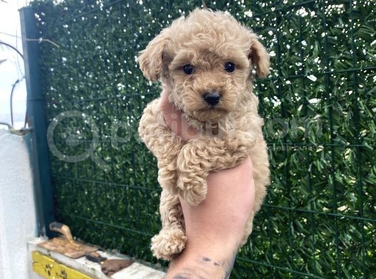 Apricot Toy Poodle Yavrular görsel