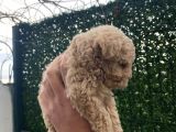 Apricot Toy Poodle Yavrular