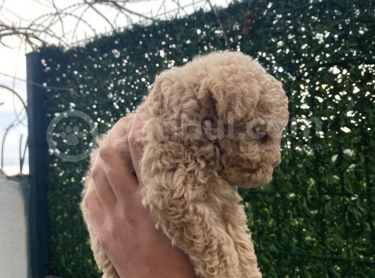 Apricot Toy Poodle Yavrular görsel
