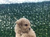 Apricot Toy Poodle Yavrular