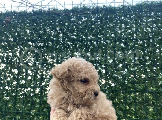 Apricot Toy Poodle Yavrular görsel