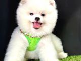 Pomeranian Boo Ayi Surat Yavrularimiz