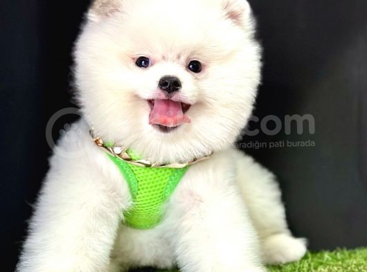 Pomeranian Boo Ayi Surat Yavrularimiz görsel