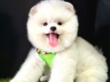 Pomeranian Boo Ayi Surat Yavrularimiz