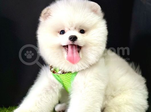 Pomeranian Boo Ayi Surat Yavrularimiz görsel
