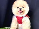 Pomeranian Boo Ayi Surat Yavrularimiz