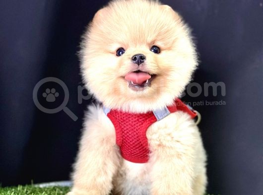 Pomeranian Boo Ayi Surat Yavrularimiz görsel