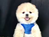 Pomeranian Boo Ayi Surat Yavrularimiz