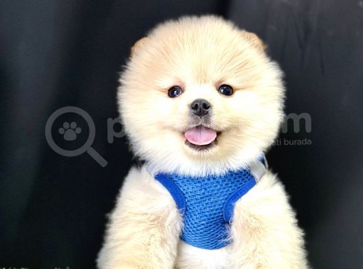 Pomeranian Boo Ayi Surat Yavrularimiz görsel