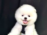 Pomeranian Boo Ayi Surat Yavrularimiz