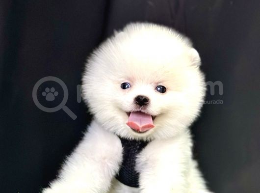 Pomeranian Boo Ayi Surat Yavrularimiz görsel