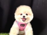 Pomeranian Boo Ayi Surat Yavrularimiz