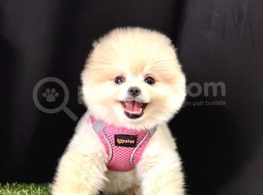 Pomeranian Boo Ayi Surat Yavrularimiz görsel