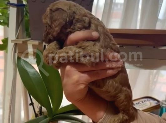 Aşılı Karneli Redbrown Poodle Yavrum görsel