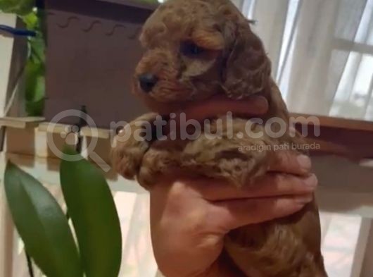 Aşılı Karneli Redbrown Poodle Yavrum