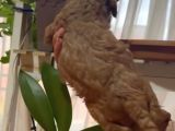 Aşılı Karneli Redbrown Poodle Yavrum