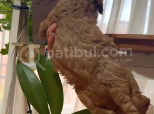 Aşılı Karneli Redbrown Poodle Yavrum görsel