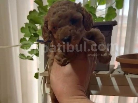 Aşılı Karneli Redbrown Poodle Yavrum görsel