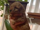 Aşılı Karneli Redbrown Poodle Yavrum