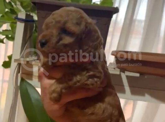 Aşılı Karneli Redbrown Poodle Yavrum görsel