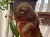 Aşılı Karneli Redbrown Poodle Yavrum