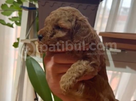Aşılı Karneli Redbrown Poodle Yavrum görsel