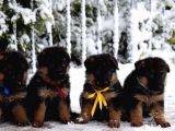 Alman çoban köpeği yavruları