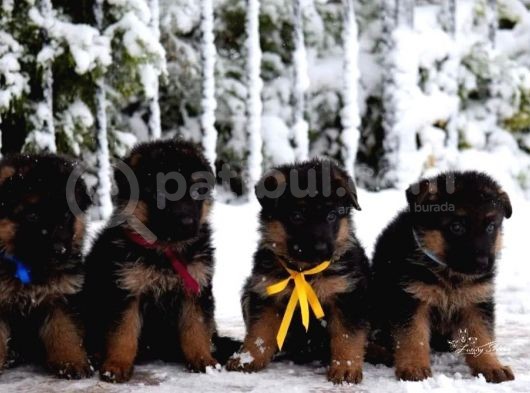 Alman Çoban Köpeği Yavruları