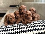 Toy poodle yavrularımız
