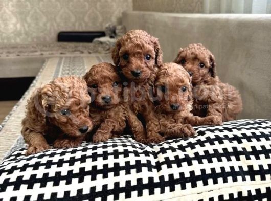 Toy Poodle Yavrularımız