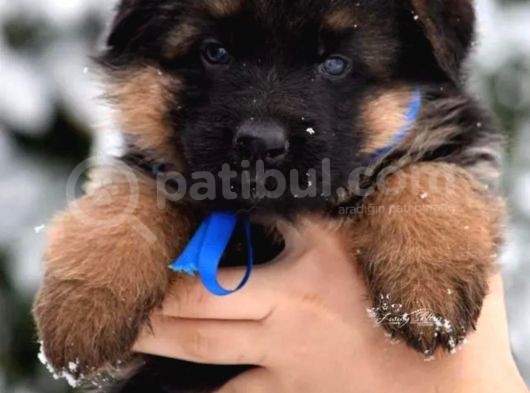 Alman Çoban Köpeği Yavruları görsel