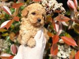 Maltipoo Yavrum Irk Ve Sağlık Garantilidir