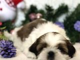Shih Tzu Yavrularımız