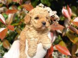 Maltipoo Yavrum Irk Ve Sağlık Garantilidir