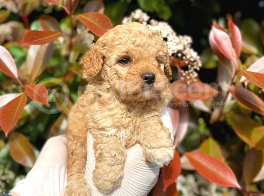 Maltipoo Yavrum Irk Ve Sağlık Garantilidir