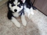 Husky Erkek Yavru Erzincan
