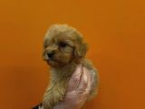 MÜKEMMEL MALTİPOO YAVRULARI