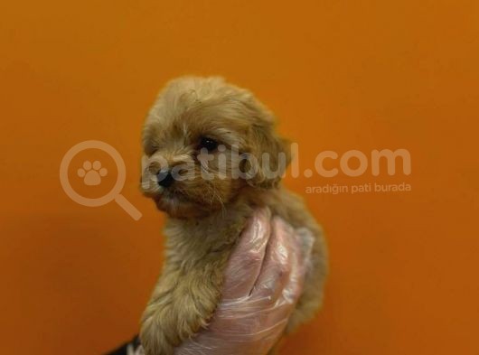 MÜKEMMEL MALTİPOO YAVRULARI