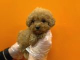 Mükemmel Malti̇poo Yavrulari