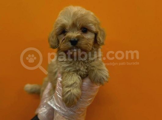 Mükemmel Malti̇poo Yavrulari görsel