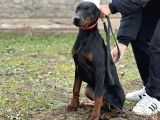 Safkan Fcı Secereli Dobermann yavruları